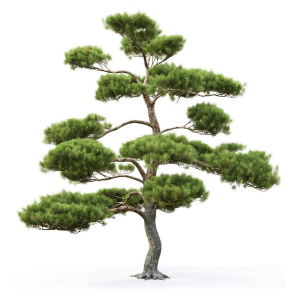 Массив сосны